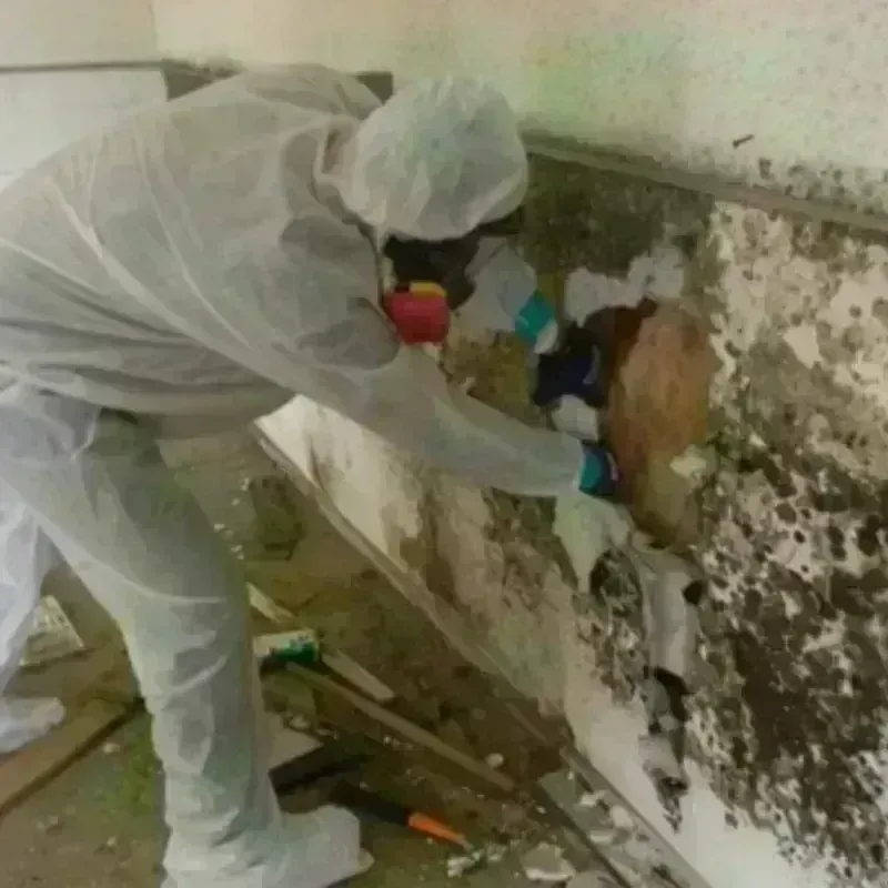 Mold Remediation and Removal in Louisville, CO